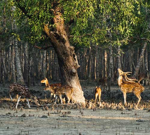 Sundarban Tour 1 Night 2 Days